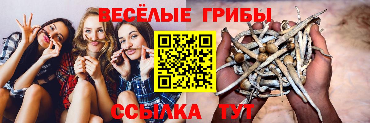 Галлюциногенные грибы Psilocybe Боровичи